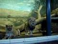 Angry Lions