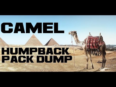 10 Camel Facts - The Humpback Pack Dump - Animal a Day