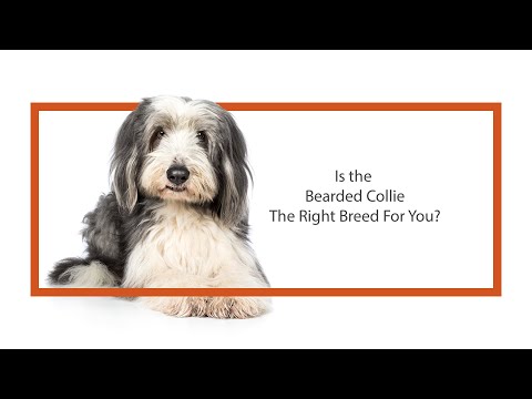 Bearded Collie Breed Video