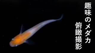 メダカの餌やり動画　#8 (一番好きなメダカ小町)