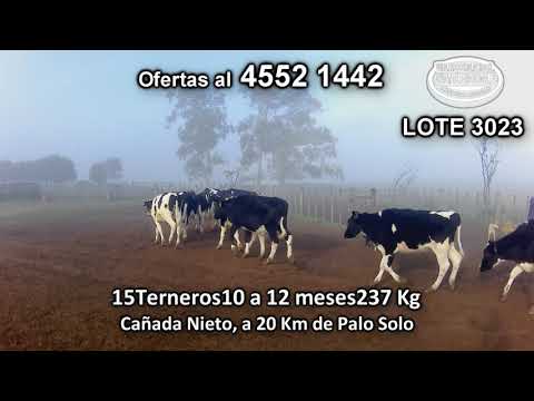 Lote 15 Terneros 15 HO 237 Kg kg -  en Cañada Nieto, a 20 Km de Palo Solo