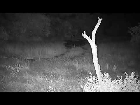 Djuma: Hyena (Ribbon) stands up, shifts, then layback down - 04:55 - 03/18/2022