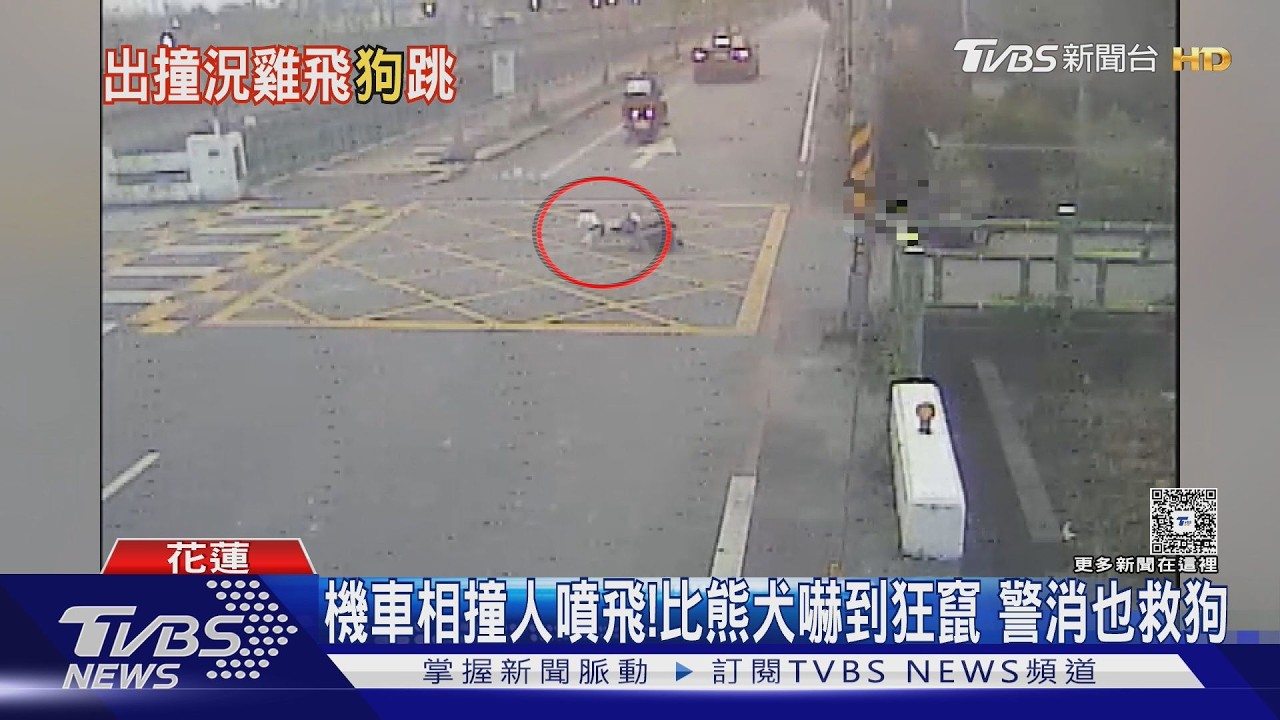 影音/機車相撞人噴飛!比熊犬嚇到狂竄 台11線又見牛群險釀禍
