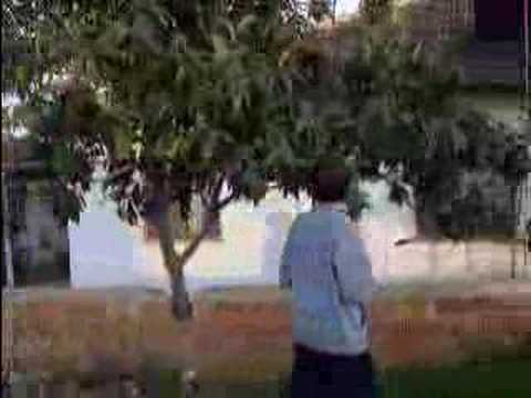 muşmula hırsızları