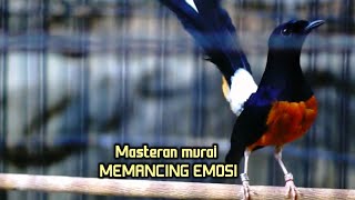 Download lagu Masteran murai Gacor mendongkrak emosi ampuh buat pancingan mp3