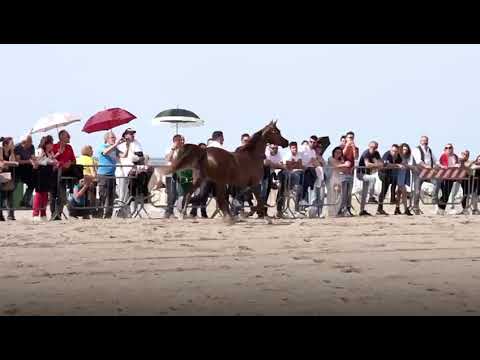 Daughter of the world champion Es Harirr pregnant