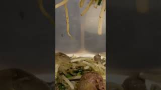 【レバニラ炒め】　#asmr  #鶏のレバー