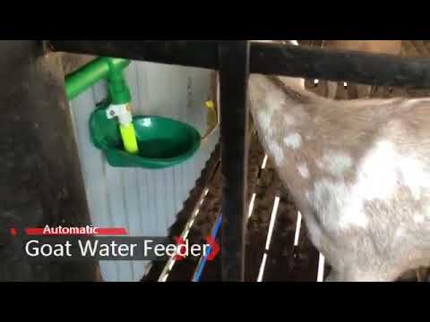 Goat Automatic Water Drinking Bowl