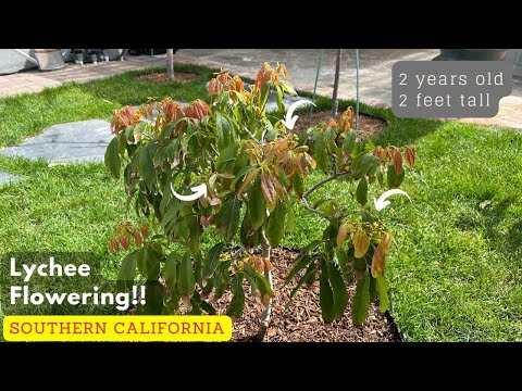 Lychee Flowering  - Growing Lychee in Southern California