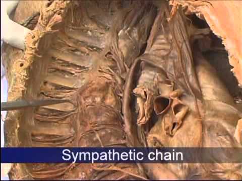 Anatomy-Thorax-4