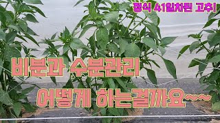 심은지 41일된 고추!! 비분과 수분관리는 이렇게 해야 고추농사 성공합니다!