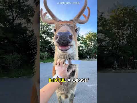 Băiatul ăsta ajută o căprioară