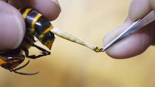 Why Do Bees Die After Stinging?