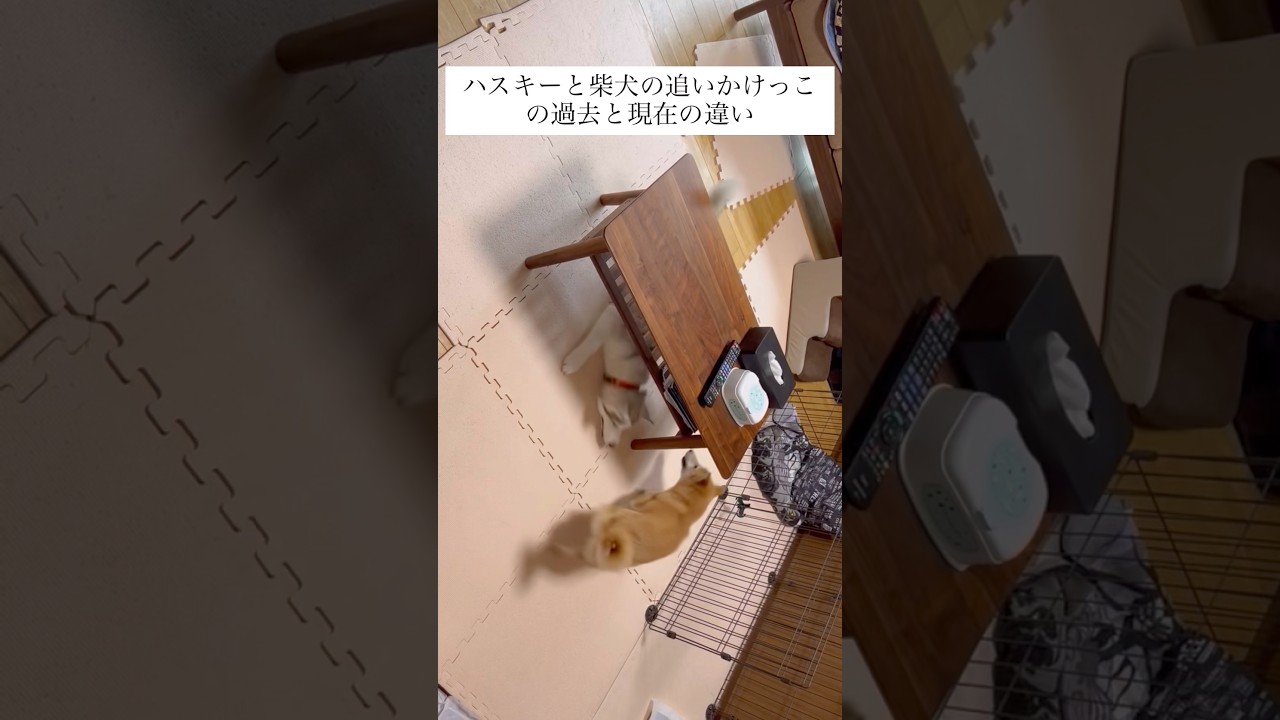 早くなったのは諦めだけ #shorts