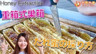 たれ蜜の採り方【ニホンミツバチの重箱式巣箱からハチミツを採る】