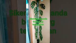 Download lagu Si Kembang Janda bolong yg Telah terlupakan.#shorts #kembang mp3 Download lagu Si Kembang Janda bolong yg Telah terlupakan.#shorts #kembang mp3