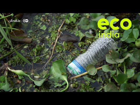 Eco India: Why it is essential to protect our wetland ecosystems from degrading