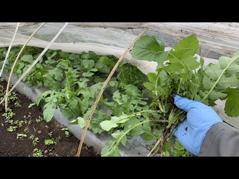 苗の水やりシート：水やりのタイミングを判断する要素とその方法は？  庭園