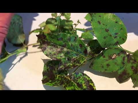 Behandla rosor mot svartfläcksjuka och rosrost