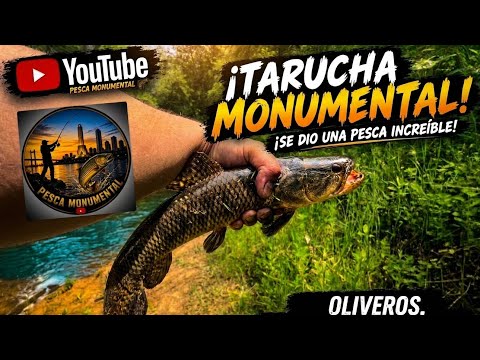  🔥PESCA DE TARUCHAS 🎣EN EL RÍO CARCARAÑÁ, OLIVEROS SANTA FE🔥