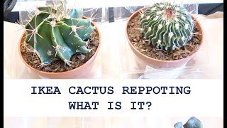 👇Collection of unseen nature👇- IKEA CACTUS | WHAT ARE THIS? | Repotting