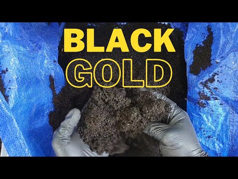 How To Sift Worm Castings From African Night Crawlers