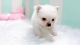 ハーフ犬の動画01