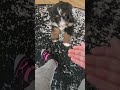 Bernedoodle dogs for sale: Coco - Video 1