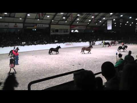 Hele Landego Körung Pferdestammbuch S-H in Neumünster 2012