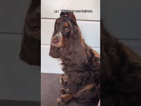 Funny and cute dogs compilation#funnydogs#cute#doglover#doglife#cure#dogshorts#pet#doglife