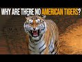 If There Were American Lions Why Were There No American Tigers