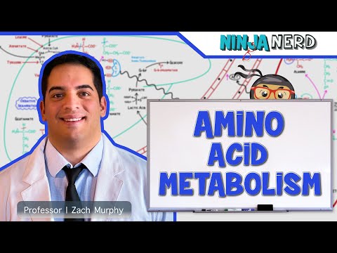 Stoffwechsel | Aminosäurestoffwechsel