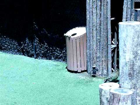 Little New Zealand Kea parrot recycles a bottle