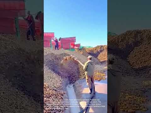 Potato Processing: High-Volume Washing and Sorting at a Farm
