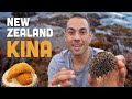 New Zealand KINA Sea Urchin Snacking In Aotearoa