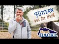 Pferde Aus Der Hand Füttern Bernd Hackl Erklärt
