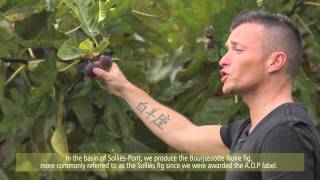preview picture of video 'Au coeur des vergers de Figue / Inside fig's orchards'