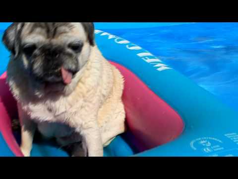 Mops im Swimmingpool