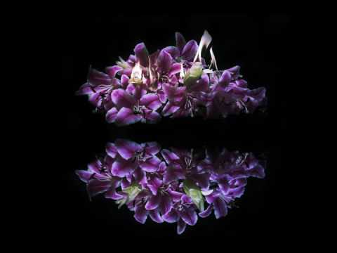 A Lot Like Birds "Divisi"