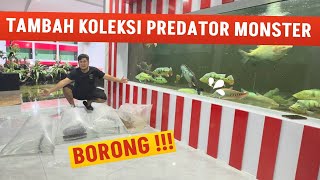 BORONG IKAN PREDATOR JUMBO UNTUK MEGATANK DI MARKAS @JAMMVLOG