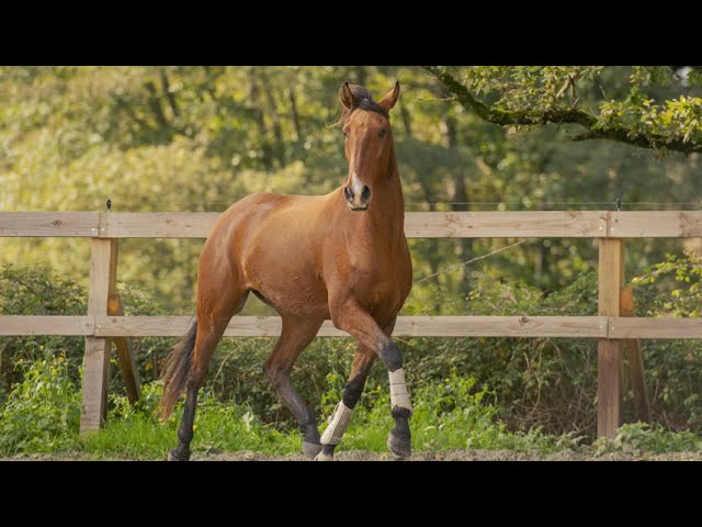 Cheval Lusitanien PP 6 ans
