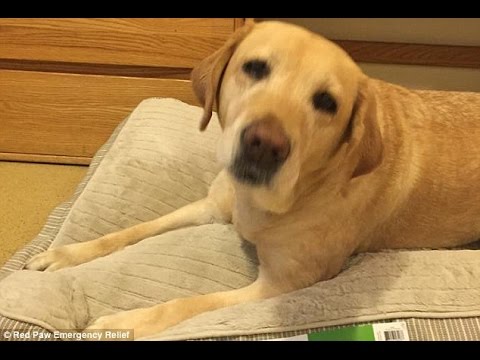 警铃大作 听筒竟传狗叫 警方迅速调查 确认狗在报警