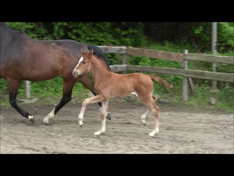 *2019 Stute von So Unique - Don Darius