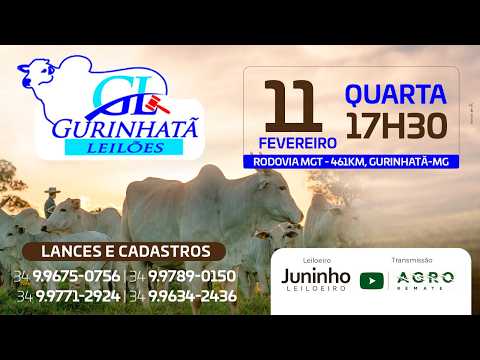 LEILÃO DE CORTE - GURINHATÃ LEILÕES 11/02/2026 - AGROREMATE