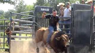 Bucking Bull Rowdey Morgan Bucking Bulls