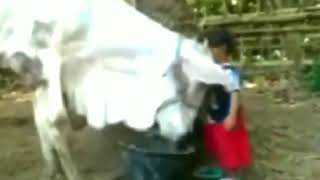 Download lagu Story WA Lucu Kocak Special Dedek Unyu2 🤭 ( Kowe Tak Sayang Sayang) mp3