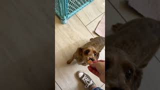 Video preview image #1 Havanese Puppy For Sale in Benton, LA, USA