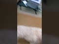 Cavapoo Wanna Play But Gray Tabby Cat Doesn T Seem Eager To Respond Shorts