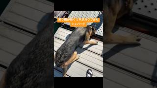 【大型犬】吊り橋が怖くて手足ガクブルなシェパード #犬との暮らし #ジャーマンシェパード #シェパード #大型犬 #大型犬のいる生活
