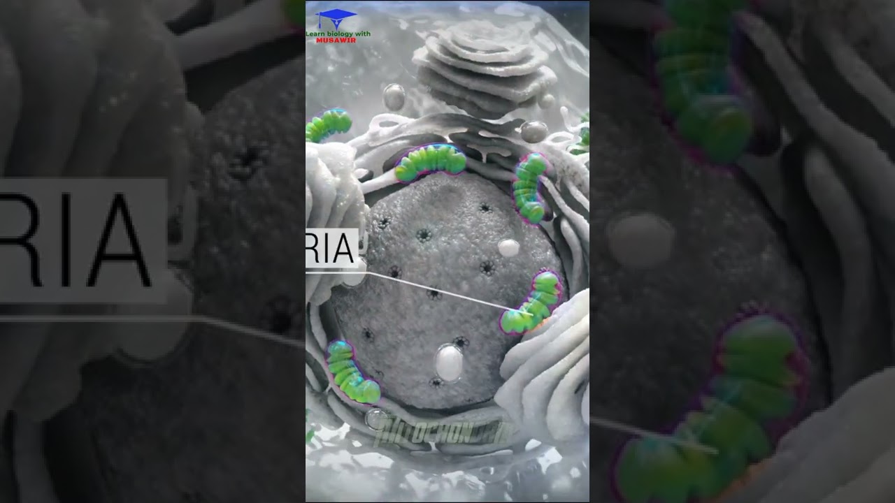The Composition of the Cell . Medical 🩺 3D animation. #shorts #cell